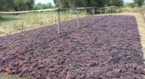 korinthiaki-stafida__top-story